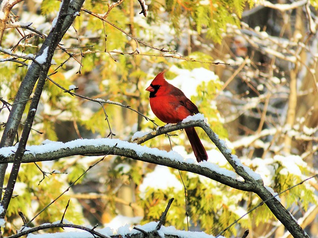 The Northern Cardinal